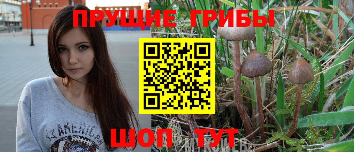 Галлюциногенные грибы Psilocybe Железногорск
